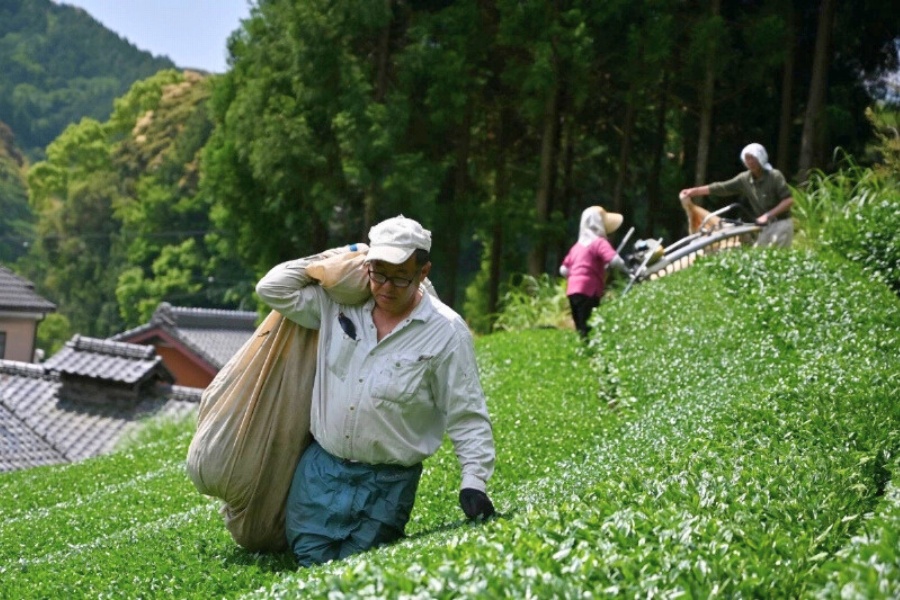 Matcha is enjoying a moment in Southeast Asia. It comes with a catch