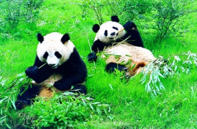 GroupM China secures Chengdu Government's global tourism media assignment