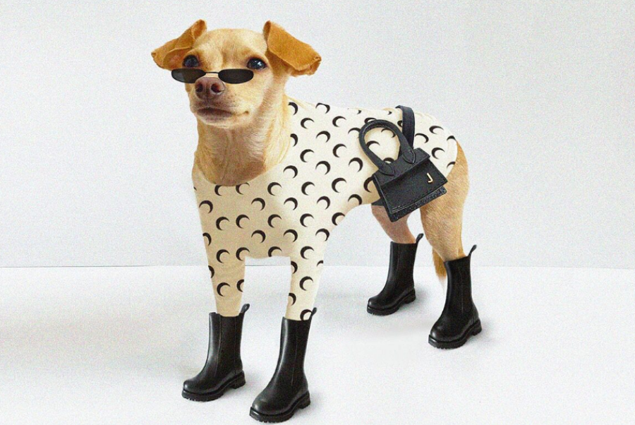 Furry and fabulous: Why brands shouldn't overlook pet influencers