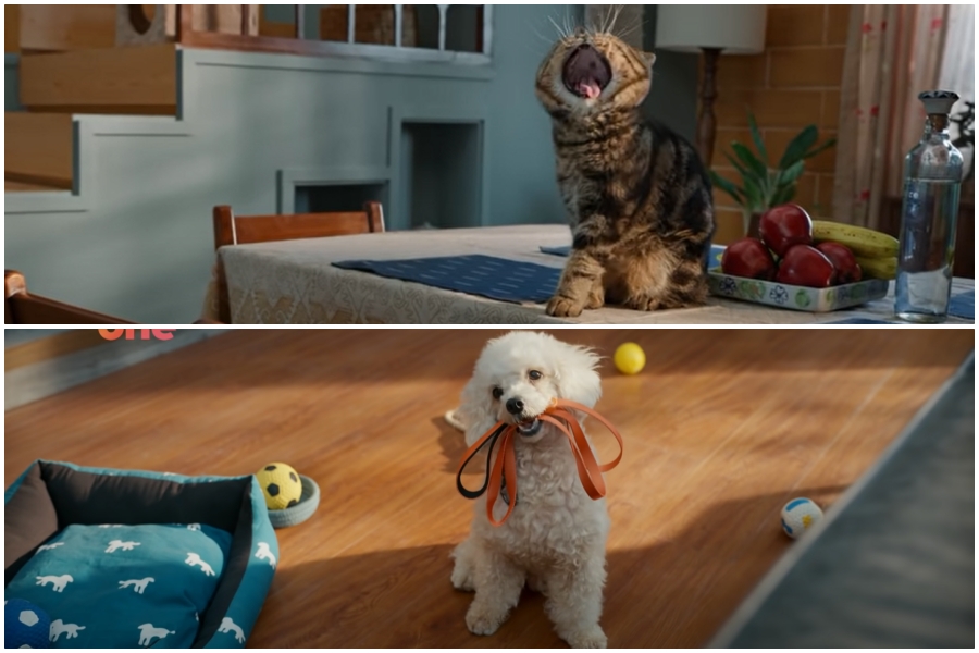 A cat’s disappointment and a dog’s satisfaction over the arrival of Swiggy One in India