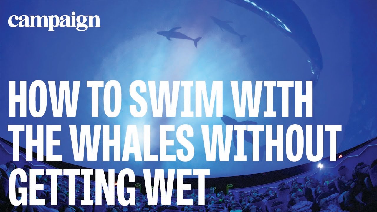 How to swim with the whales without getting wet: Experience stories